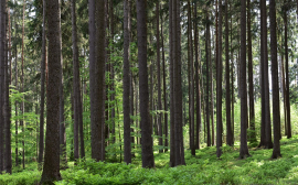 В Псковской области закупят 6 лесопатрульных комплексов на 14,5 млн рублей