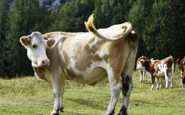 В Псковской области откроется новая ферма на 1800 коров