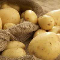Финская компания ЗАО HZPC Sadokas планирует использовать псковские земли для выращивания картофеля элитного класса
