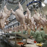 Белоруссия ограничила экспорт мяса в РФ