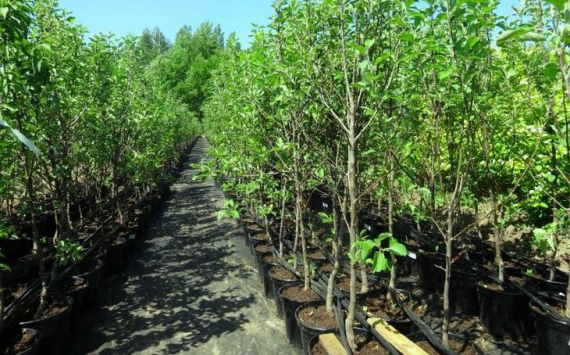В Псковской области для восстановления лесов вырастят 9 млн саженцев