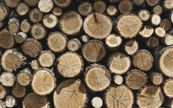Псковская область заказала дрова за 1,5 млн рублей
