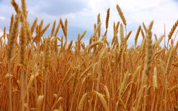 В Псковской области намолотили 85 тыс. тонн зерна