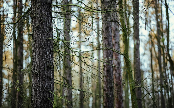 В Псковской области израсходуют 180 млн рублей на восстановление лесов