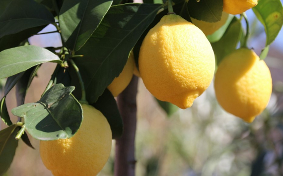 В Псковской области подешевели лимоны и помидоры