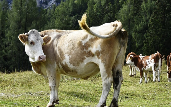 В Псковской области откроется новая ферма на 1800 коров