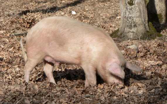 Псковская область сократила экспорт свинины из-за Беларуси