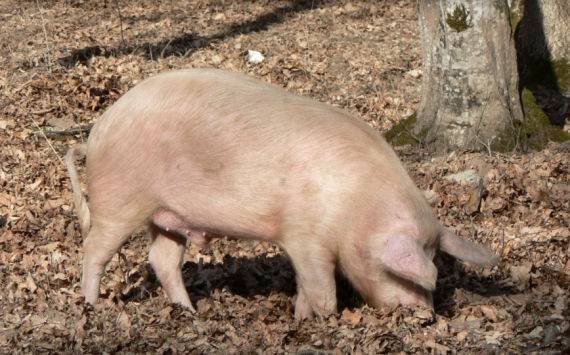В Псковской области чума не отразится на производстве свинины