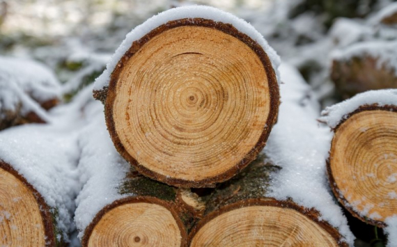 Бизнес ожидает снижения цен на древесину в России до 20%