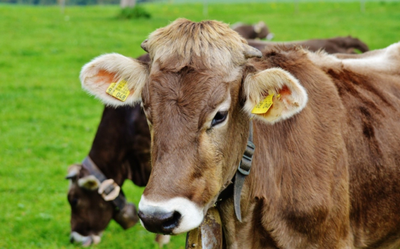 В Псковской области построят новую ферму для крупного рогатого скота