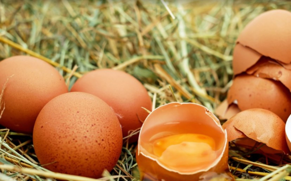 В Псковской области запустят уникальное производство инкубационного яйца