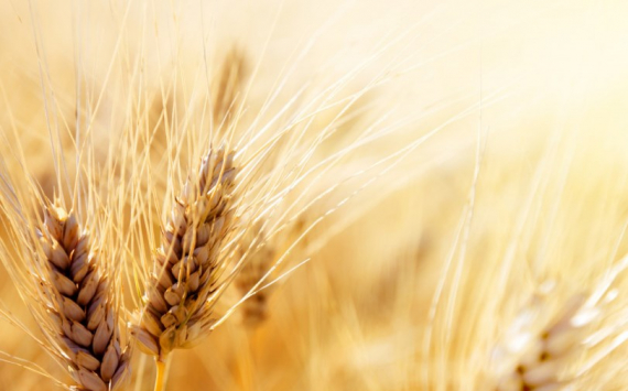В Псковской области аграрии смогут компенсировать до 50% затрат на производство зерна