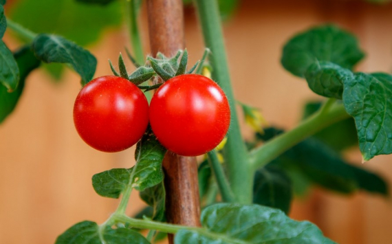 В Псковской области помидоры подорожали на 36%