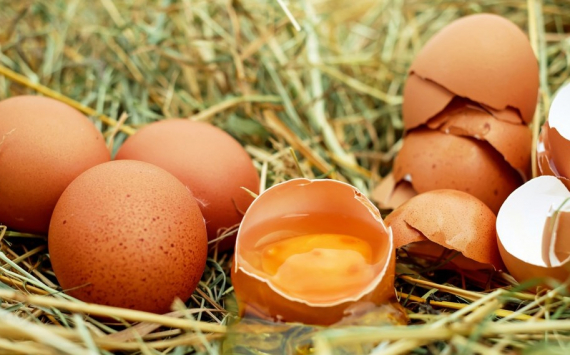 В Псковской области производство яиц выросло на 13%