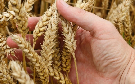 Эксперт Хазанов рассказал о невыгодности зерновой сделки