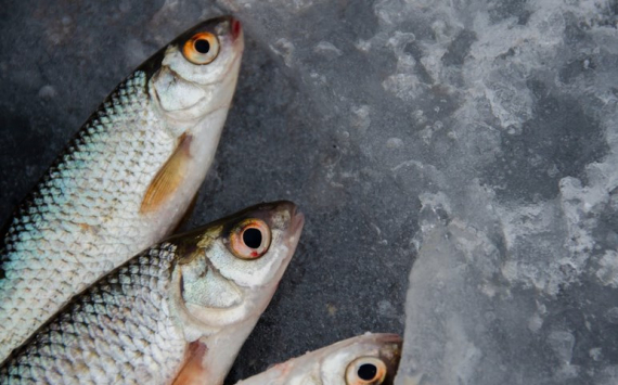 Псковская область наладила поставки рыбы и морепродуктов в другие страны