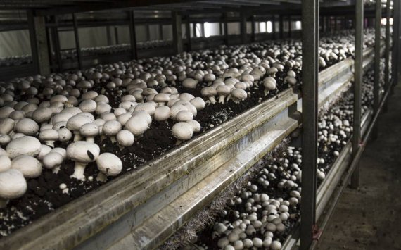 Минсельхоз РФ попросил у государства поддержки в выращивании грибов‍