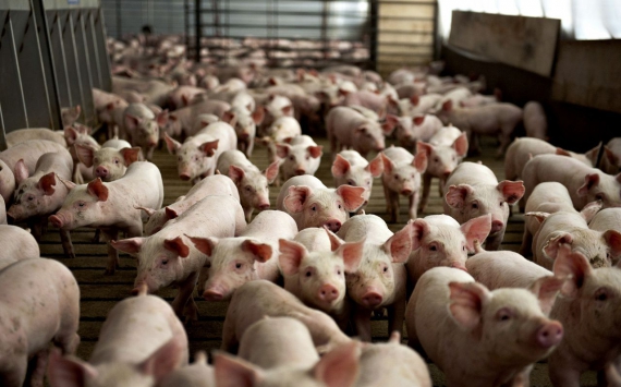 Псковские хозяйства увеличили поголовье свиней