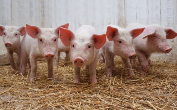 Псковские фермеры получат 2 млн рублей за отказ от свиноводства